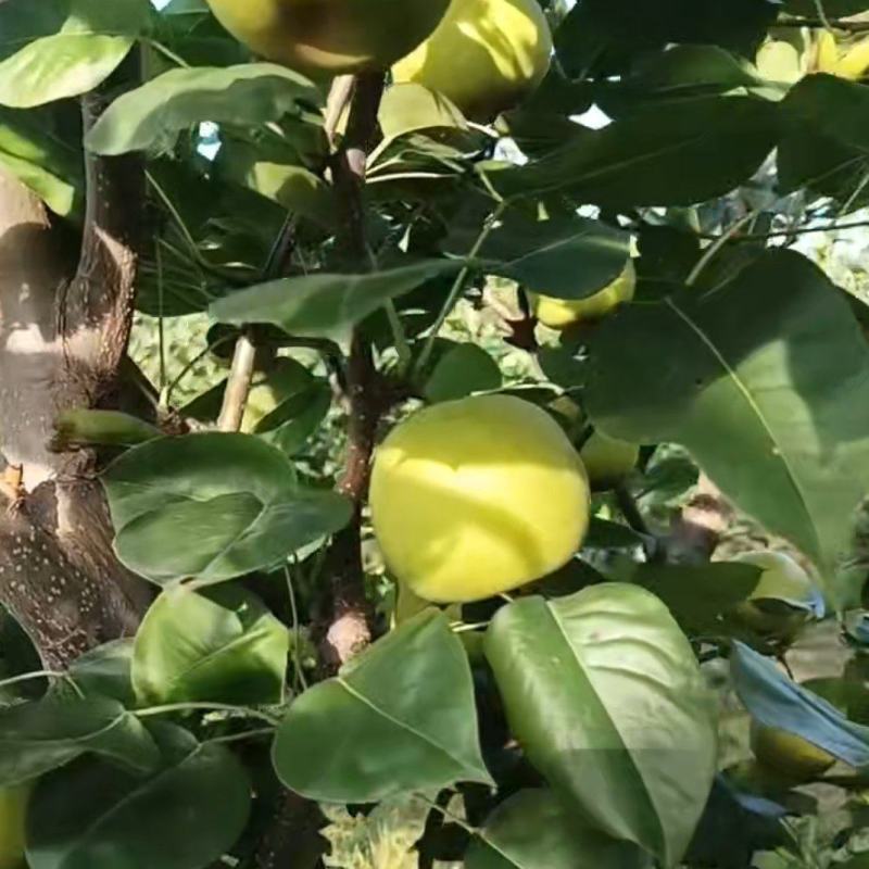 湖北钟祥翠玉，翠冠，圆黄，华梨，黄花，香兰，陆续上市中