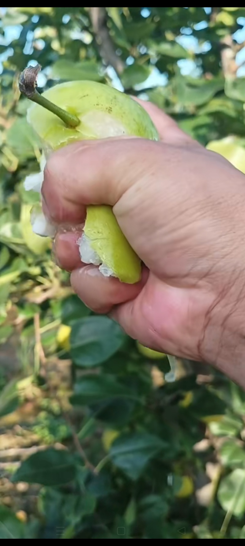 湖北钟祥翠玉，翠冠，圆黄，华梨，黄花，香兰，陆续上市中