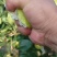 湖北钟祥翠玉，翠冠，圆黄，华梨，黄花，香兰，陆续上市中