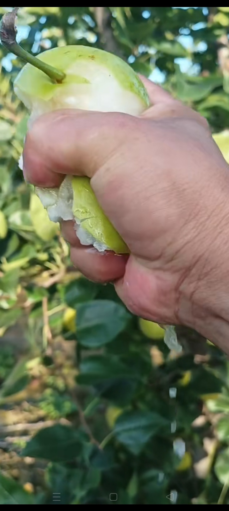湖北钟祥翠玉，翠冠，圆黄，华梨，黄花，香兰，陆续上市中