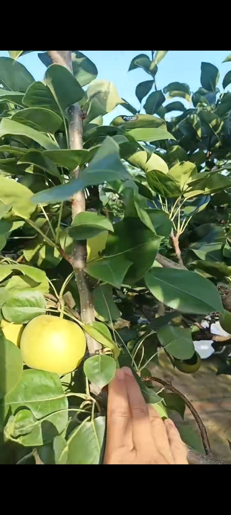 湖北钟祥翠玉，翠冠，圆黄，华梨，黄花，香兰，陆续上市中