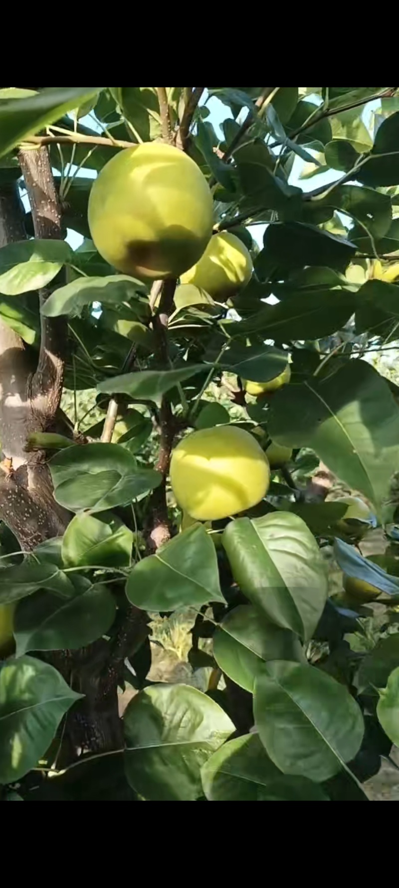 湖北钟祥翠玉，翠冠，圆黄，华梨，黄花，香兰，陆续上市中