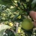 湖北钟祥翠玉，翠冠，圆黄，华梨，黄花，香兰，陆续上市中