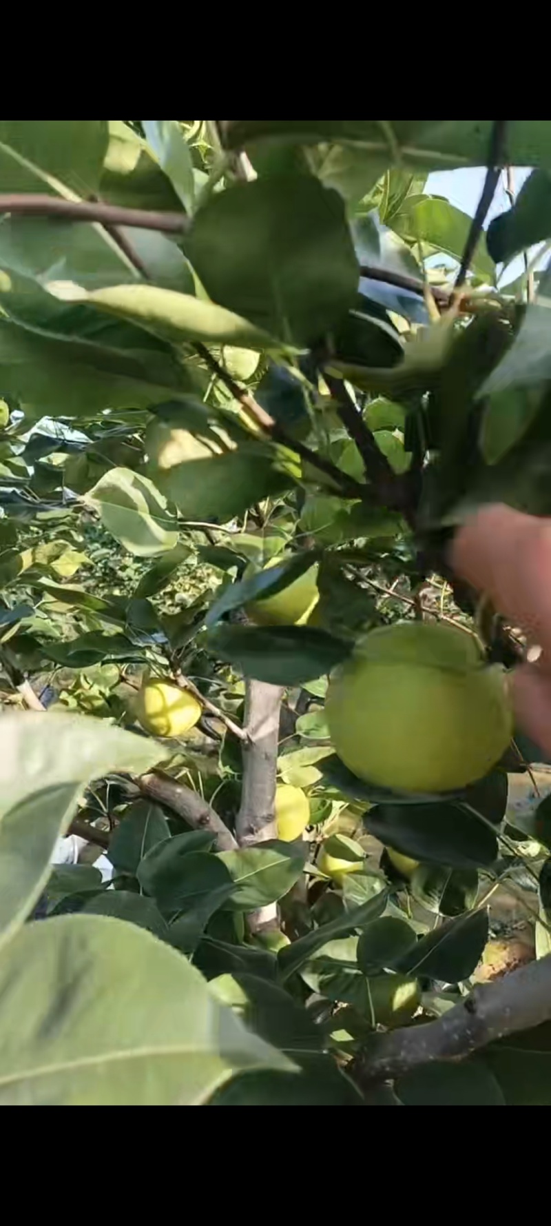 湖北钟祥翠玉，翠冠，圆黄，华梨，黄花，香兰，陆续上市中