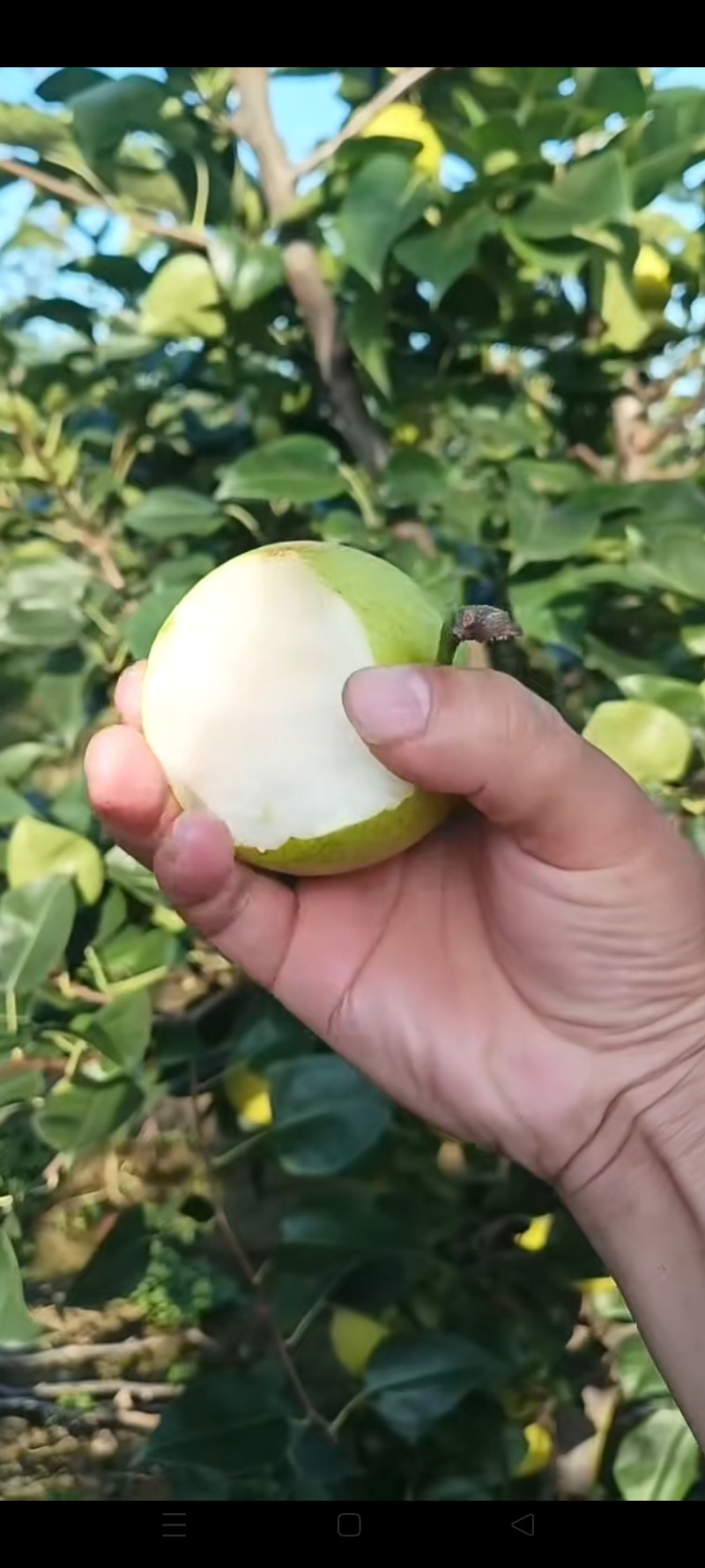湖北钟祥翠玉，翠冠，圆黄，华梨，黄花，香兰，陆续上市中