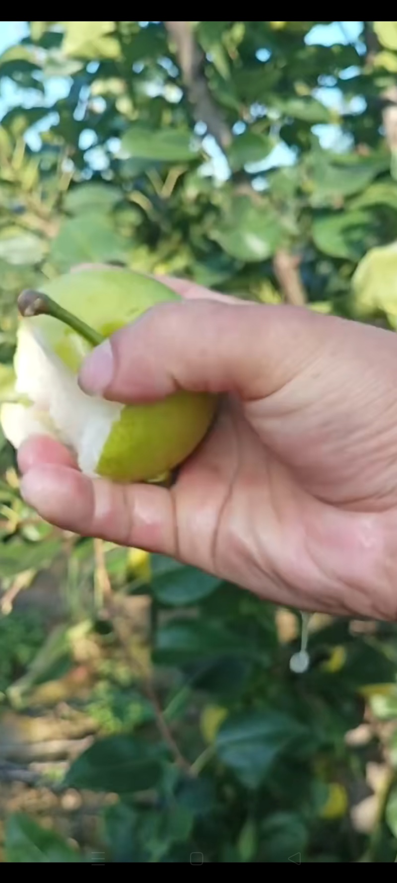 湖北钟祥翠玉，翠冠，圆黄，华梨，黄花，香兰，陆续上市中