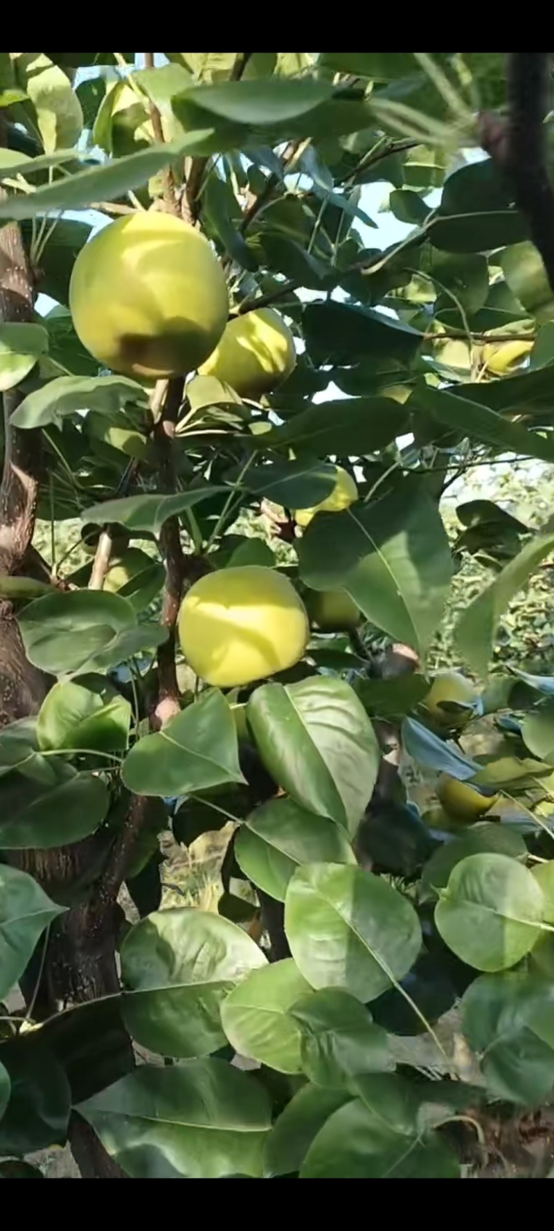 湖北钟祥翠玉，翠冠，圆黄，华梨，黄花，香兰，陆续上市中