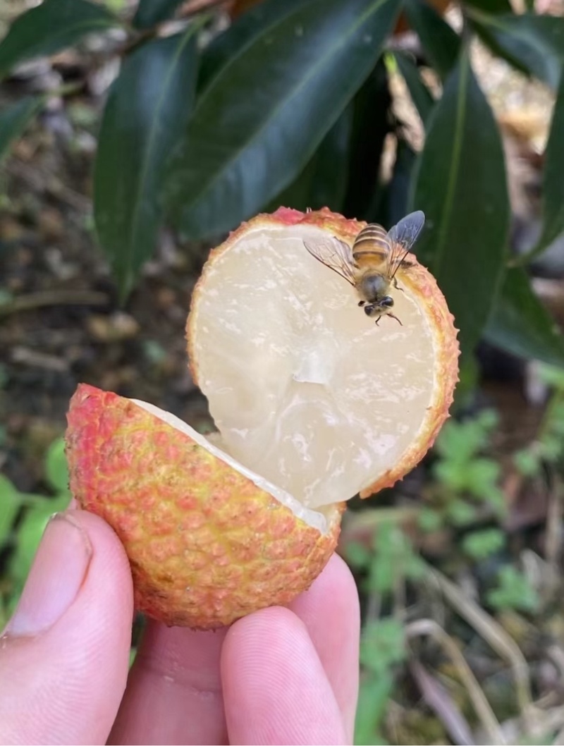 广西灵山无核荔枝