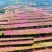 甘肃省天水市秦安县.刘坪镇万亩桃园基地
