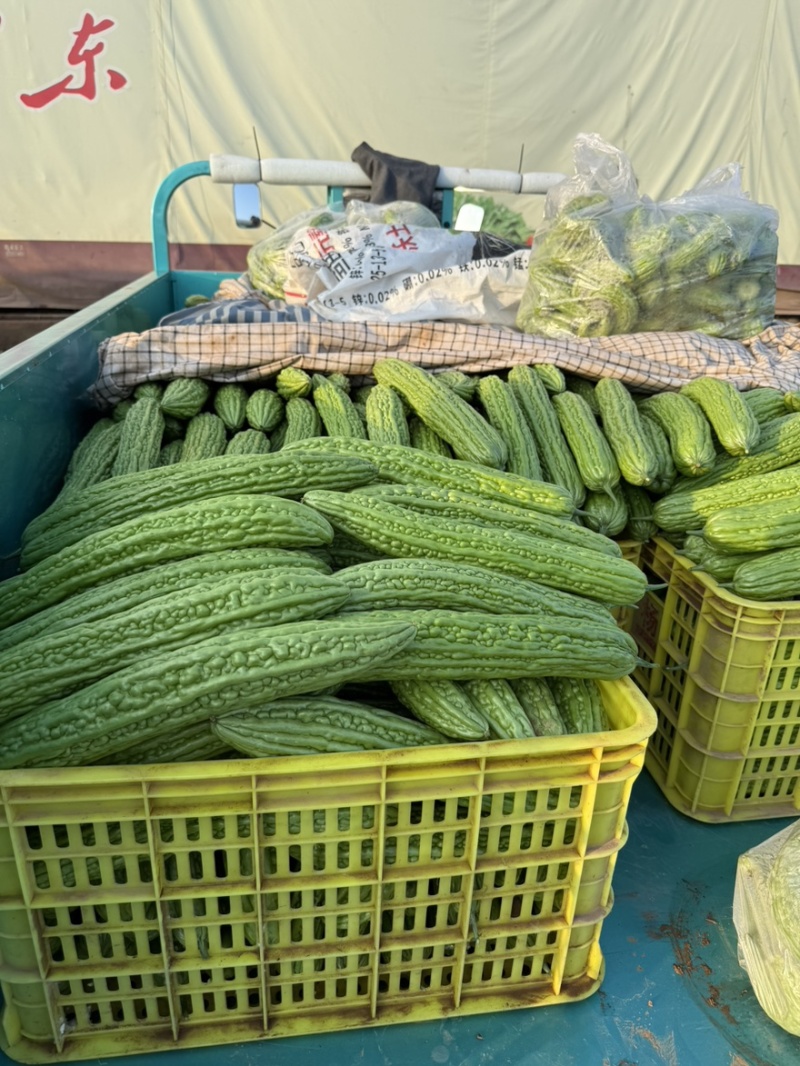 河北邯郸精品苦瓜大量上市一手货源产地直发质量保障