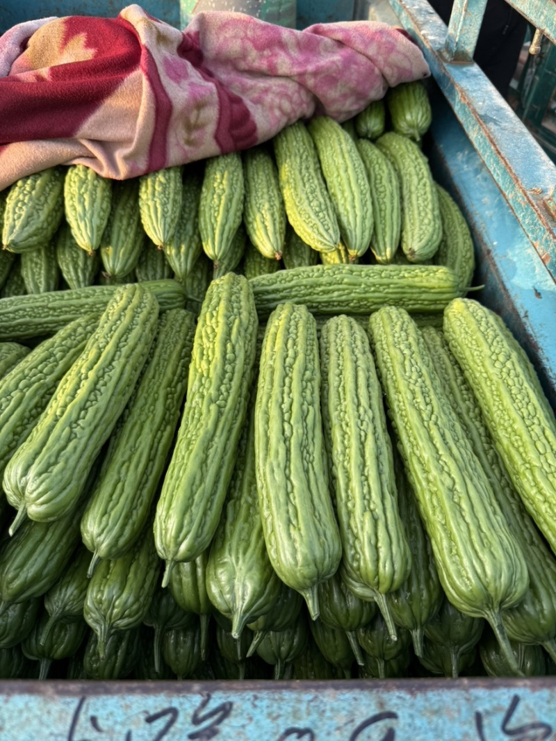 河北邯郸精品苦瓜大量上市一手货源产地直发质量保障