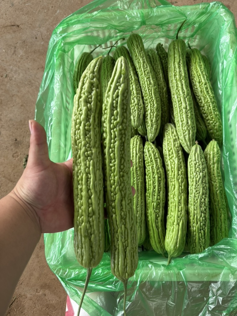 河北邯郸精品苦瓜大量上市一手货源产地直发质量保障