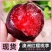 李子.澳洲红.八宝丹口感崔甜.个头均匀对接批发市场电商