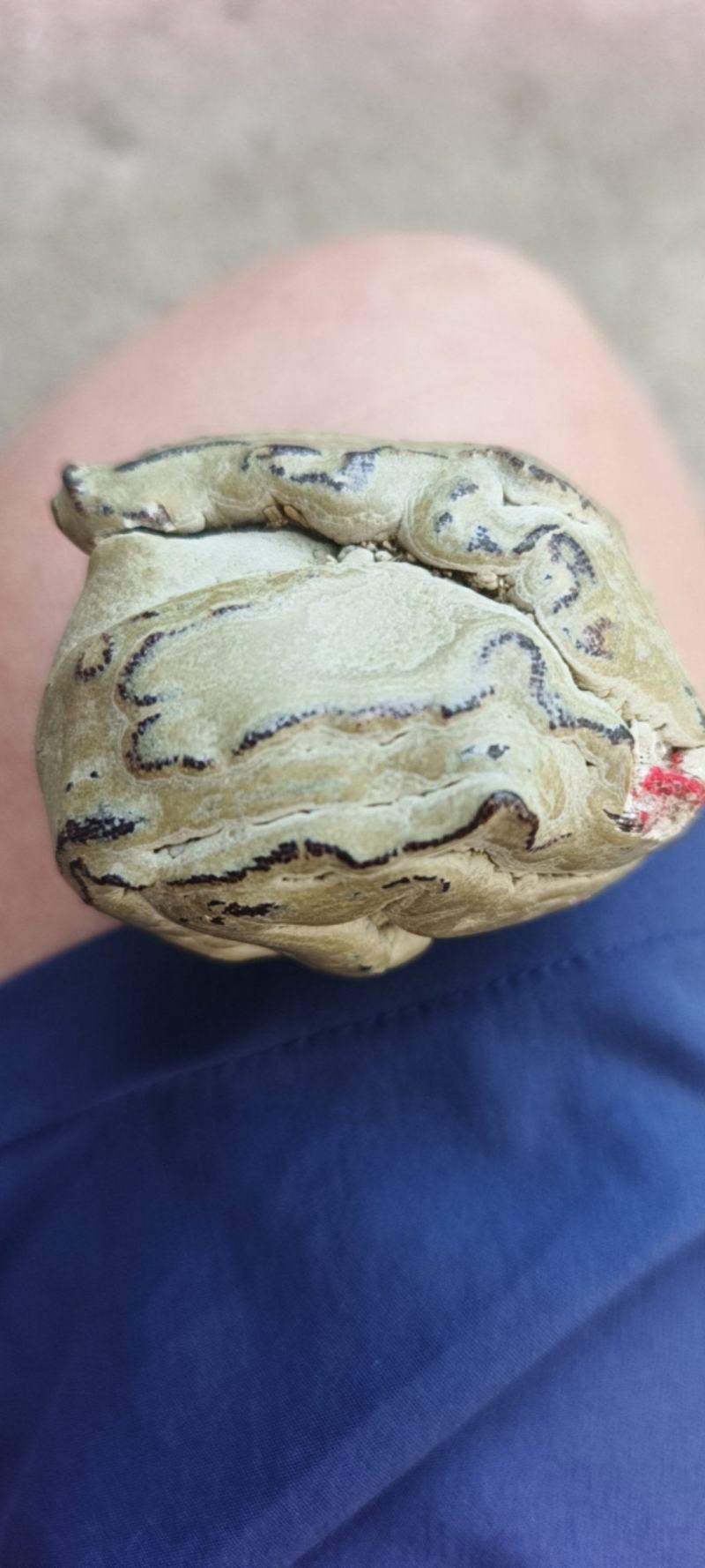 羊宝