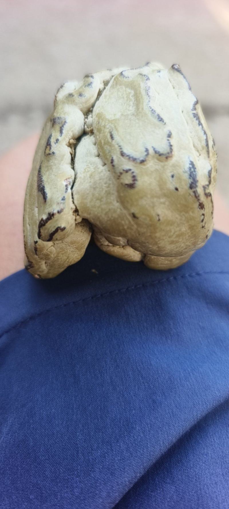 羊宝