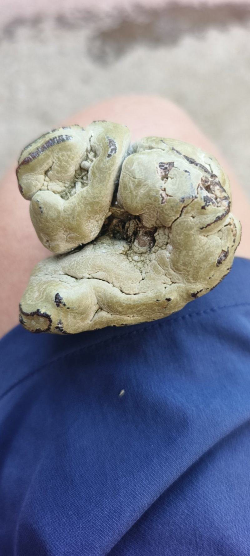 羊宝