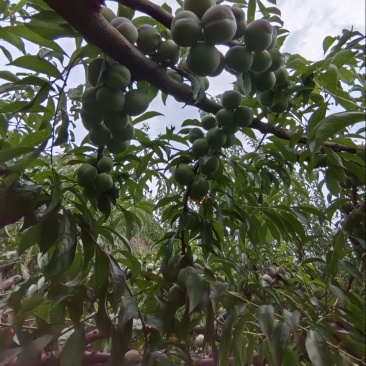 屏山半边红大量上市了
