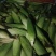 【荐】精品白玉米鲜玉米棒子糯玉米对接全国电商市场