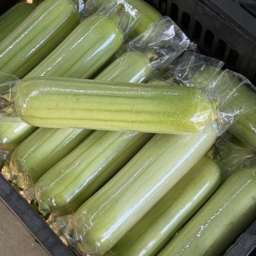 湖南白玉丝瓜大量供货