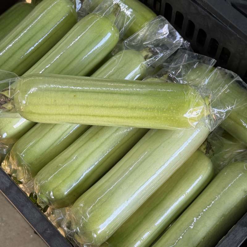 湖南白玉丝瓜大量供货