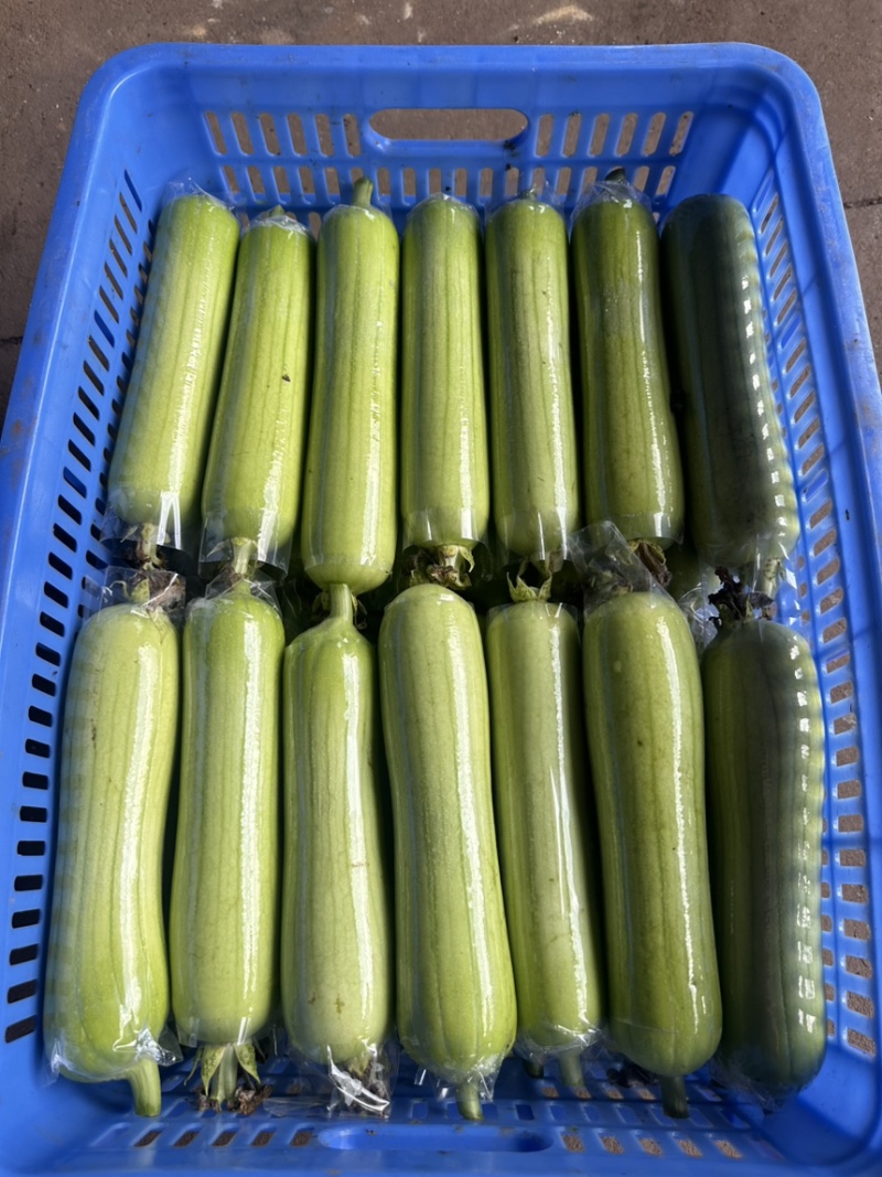 湖南白玉丝瓜大量供货