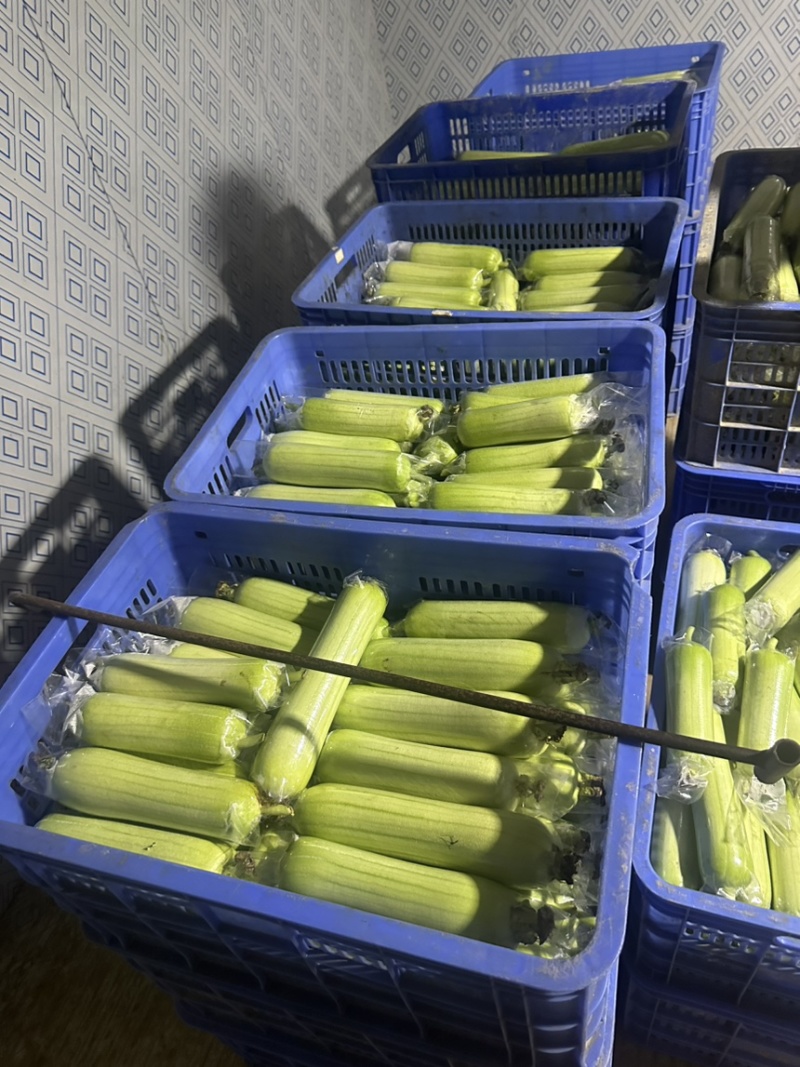 湖南白玉丝瓜大量供货