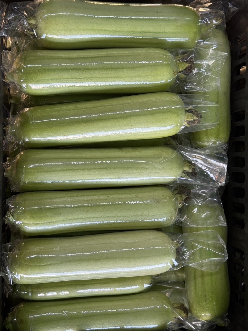 湖南白玉丝瓜大量供货