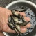 原种斑鳜鱼苗