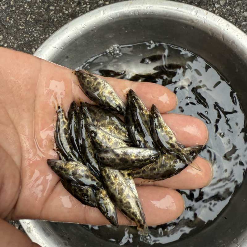 原种斑鳜鱼苗
