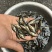 原种斑鳜鱼苗