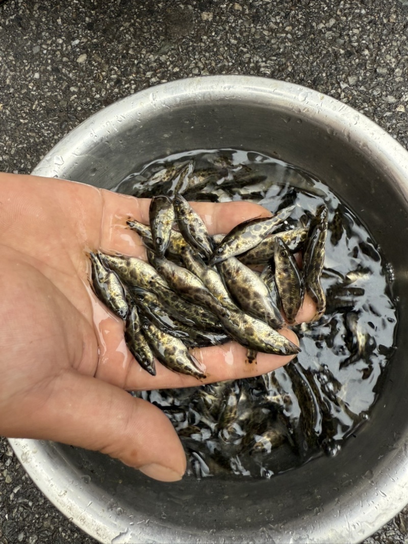 原种斑鳜鱼苗
