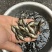 原种斑鳜鱼苗