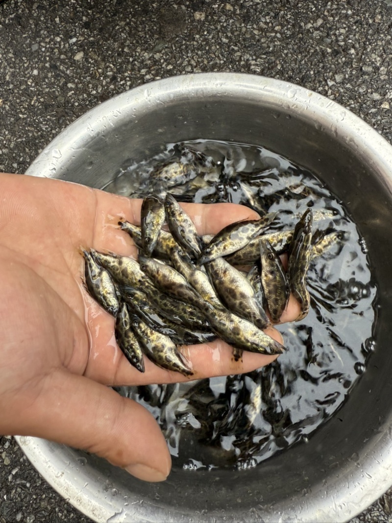 原种斑鳜鱼苗