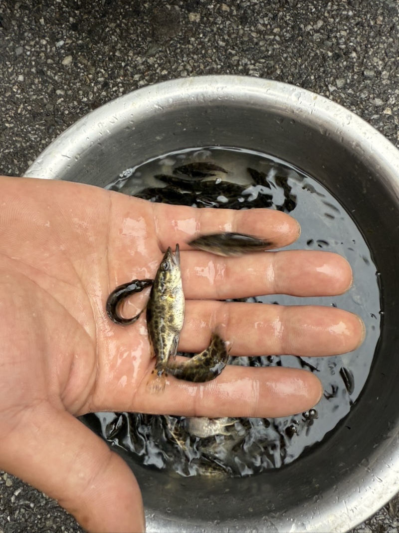 原种斑鳜鱼苗