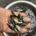 原种斑鳜鱼苗