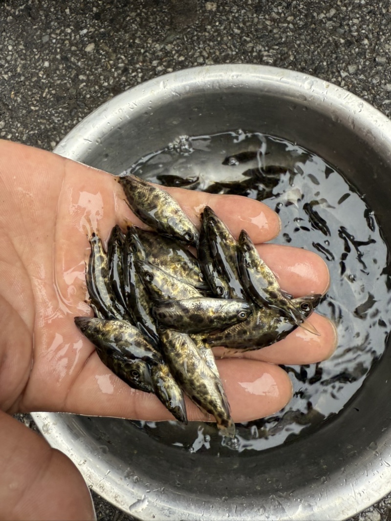 原种斑鳜鱼苗