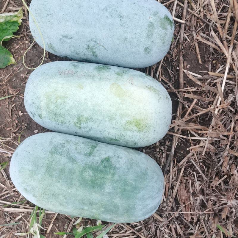 水果冬瓜