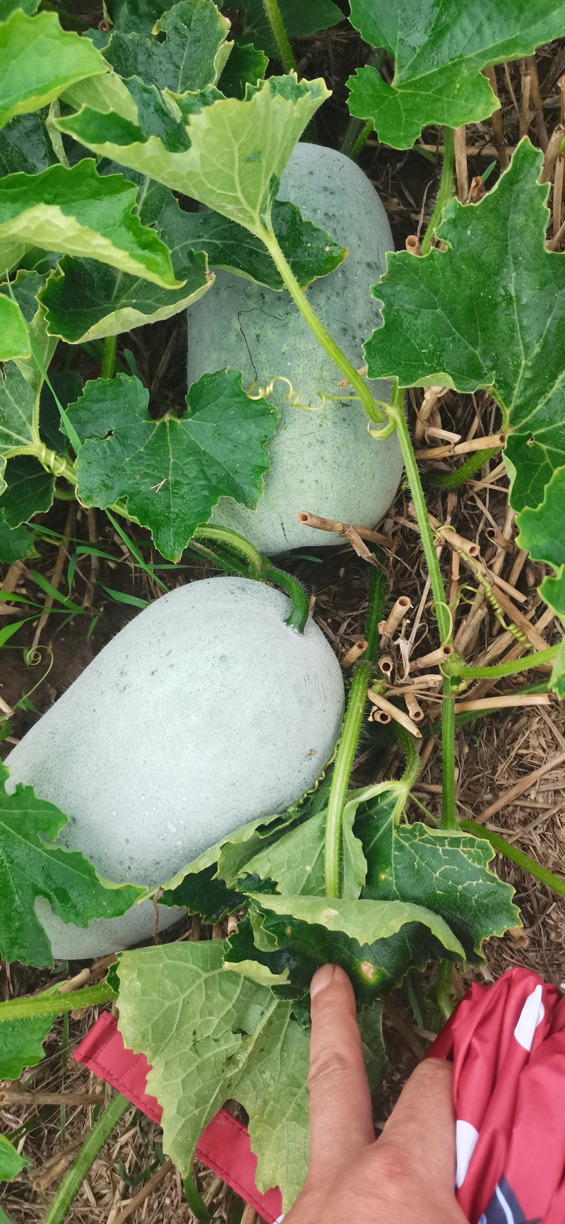 水果冬瓜