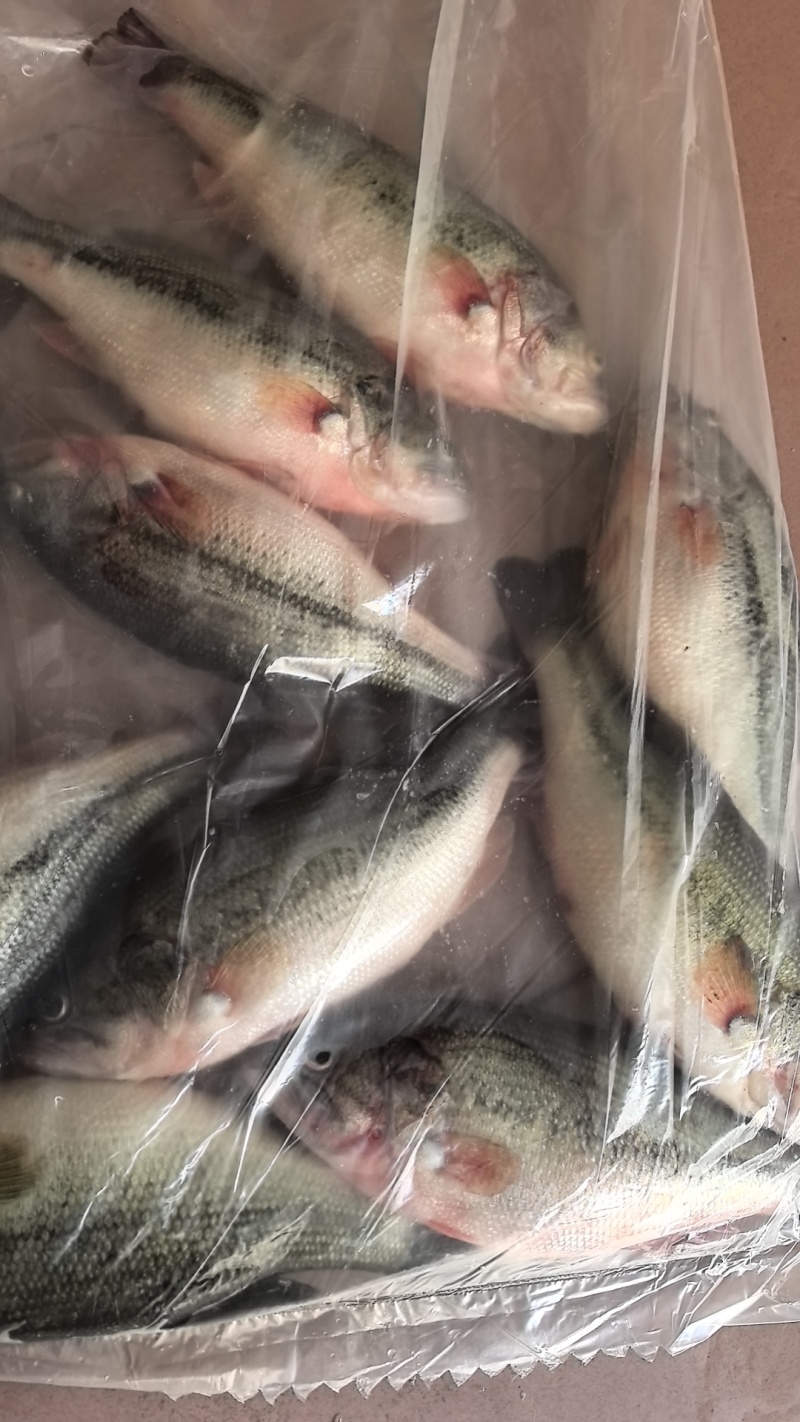 三去加州鲈鱼，酒席。酒店用，长年有货，源头工厂