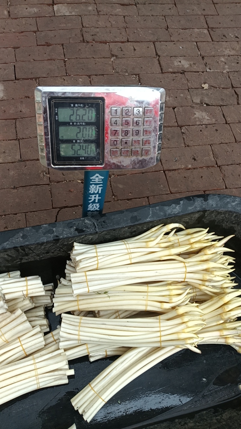 藕带