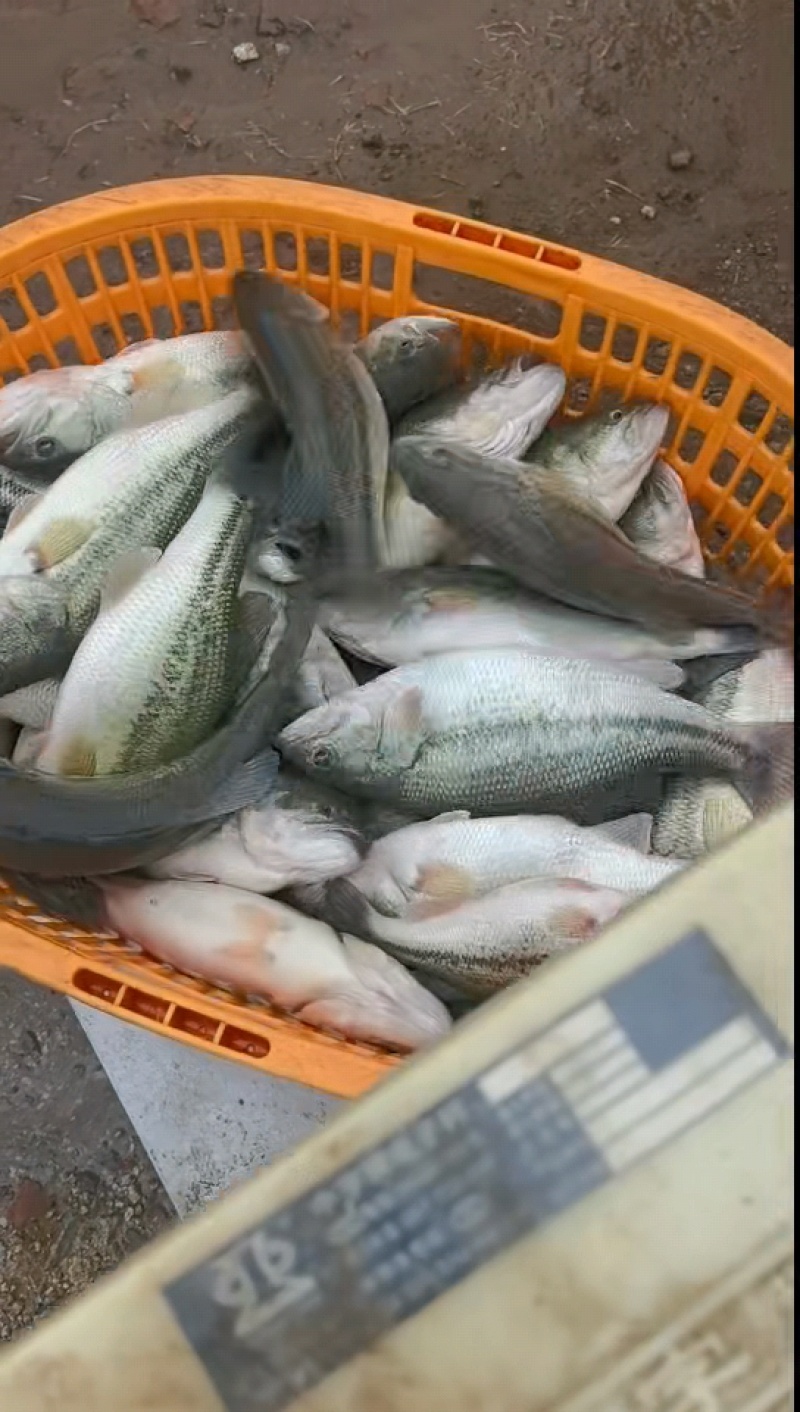 三去加州鲈鱼，酒席。酒店用，长年有货，源头工厂