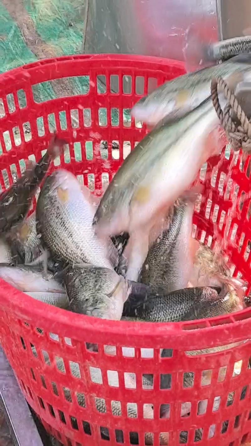三去加州鲈鱼，酒席。酒店用，长年有货，源头工厂