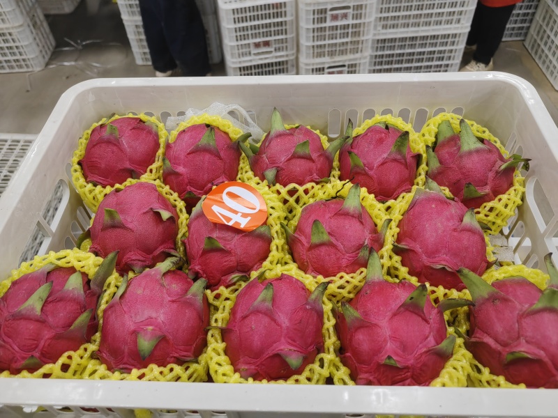 广西红心火龙果