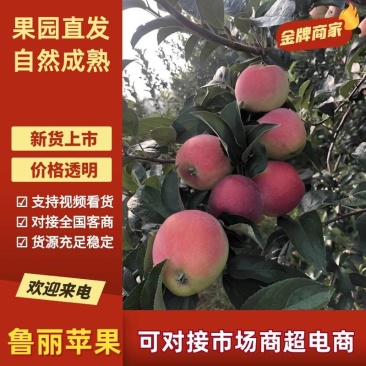 (精选苹果))鲁丽苹果,色泽艳丽,口感甜脆,产地直发。