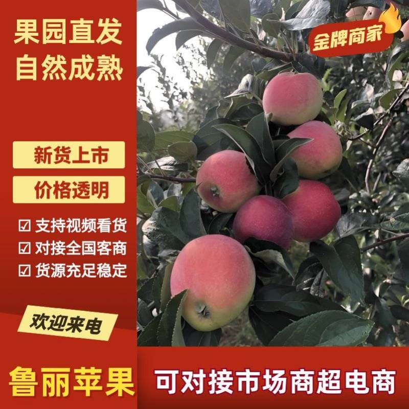 (精选苹果))鲁丽苹果，色泽艳丽，口感甜脆，产地直发。