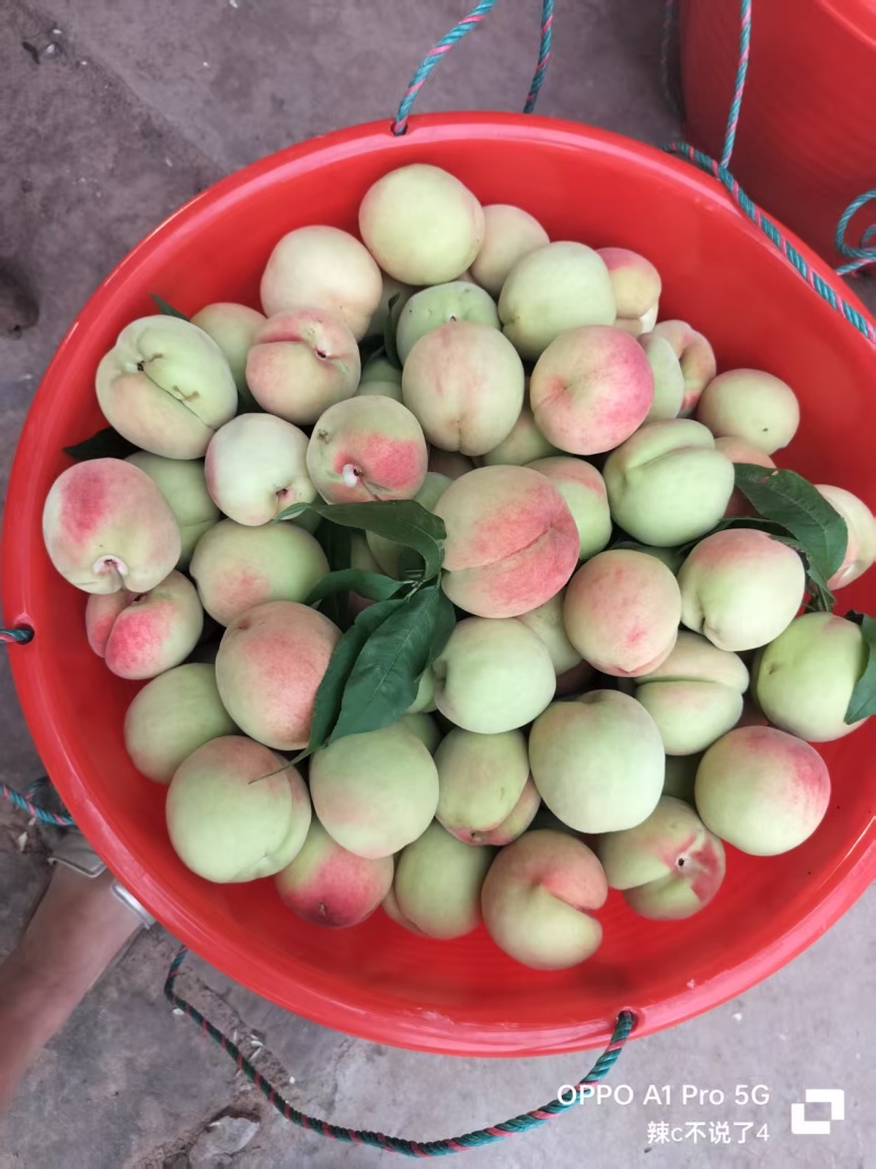 皮球桃
