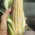 水果玉米兰州玉米甘肃玉米糯玉米白加黄彩玉米