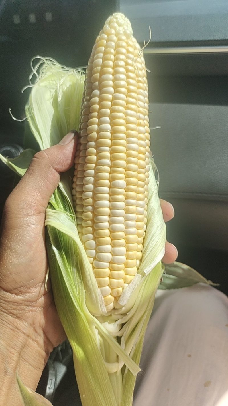 水果玉米兰州玉米甘肃玉米糯玉米白加黄彩玉米