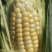 水果玉米兰州玉米甘肃玉米糯玉米白加黄彩玉米