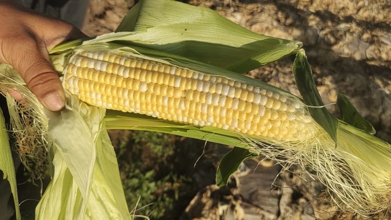 水果玉米兰州玉米甘肃玉米糯玉米白加黄彩玉米